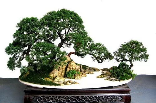 令人陶醉的山石盆景,百看不厌