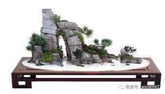 假山草 假山艺术中的自然点缀